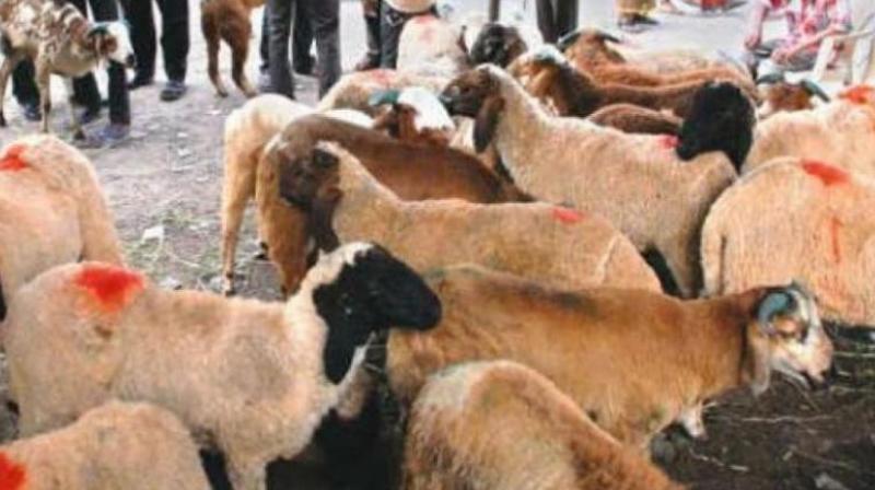 Hyderabad: Probe sought on sheep sop