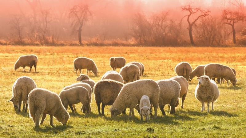 Madrid sheep set off on annual migration