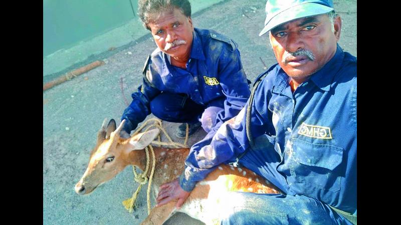 Hyderabad: Deer rescued from drowning