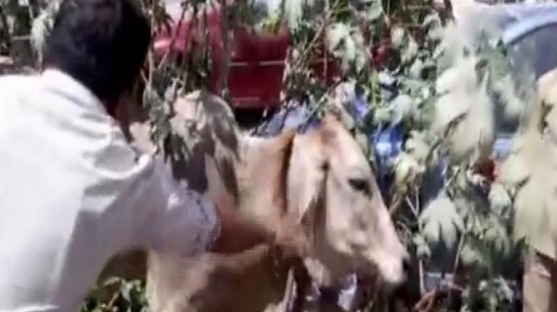 Following the complaint, the team immediately swung into action and put all the efforts to rescue the cow. (Photo: ANI)