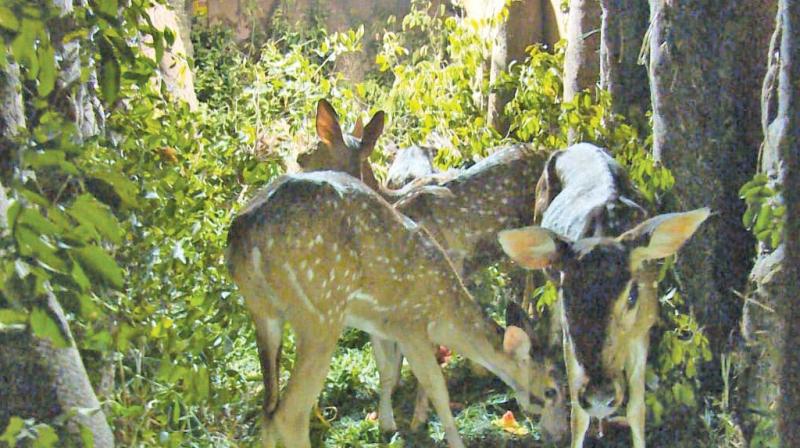 Chennai: In a first in India, 10 deer travel 700 km