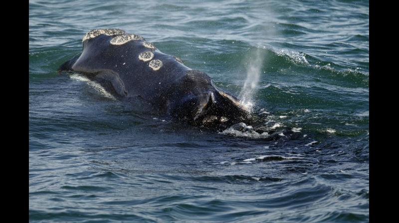A North Atlantic right whale feeds on the surface of Cape Cod bay off the coast of Plymouth, Mass. (Photo: AP)