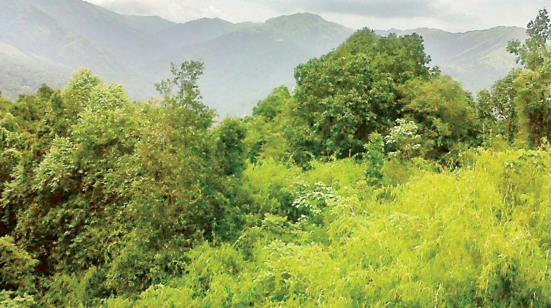 The eco-sensitive Sakleshpur forest