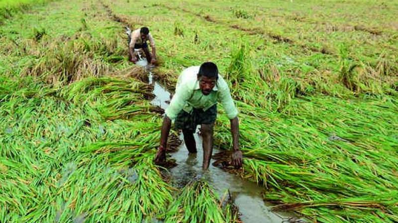 Bolstered by substantial rains brought by the South-West monsoons last month, farmers are going in for increased paddy cultivation in Visakhapatnam district besides oil seeds and cash crops. (Representational image)