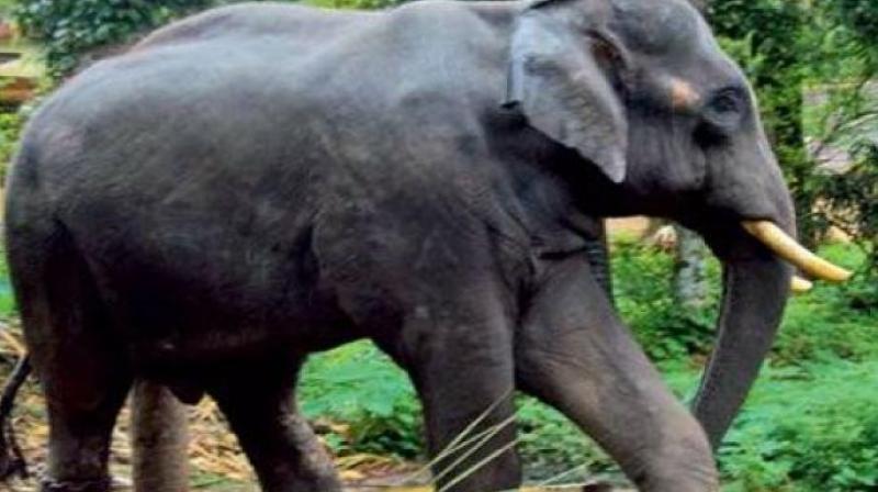 With kharif season getting underway, farmers in Chittoor district are now apprehensive of herds of wild elephants raiding their fields.