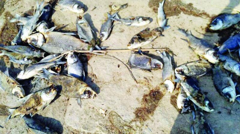 Hyderabad: Huge fish kill at Shamirpet lake