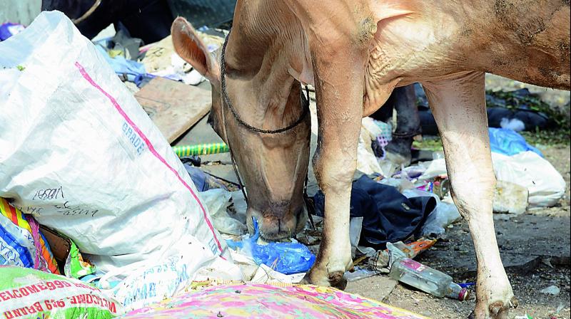 Cows eat plastic covers along with chapatis at Begumpet. Post-mortem of dead cows has revealed the presence of a large amount of plastic bags. P. Anil Kumar