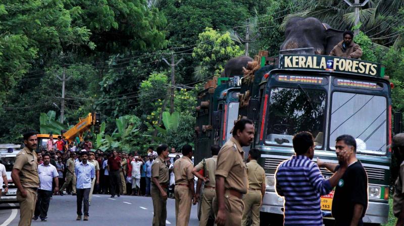 Kumki elephants brought from Parambikulam in trucks to Mundur in Palakkad. (Photo: DC)