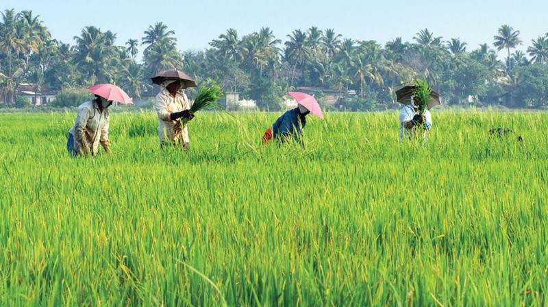 In the last one-month,  Supplyco has procured 2,674 metric tonnes of paddy from Kuttanad. The yield has been 2.5 metric tonnes per acre whereas the state average is 2.2 metric tonnes.