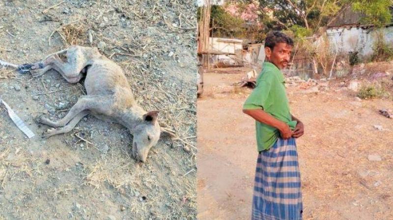 Chennai: Man arrested for beating, drowning dog to death