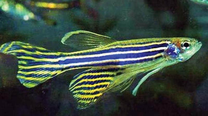 The zebrafish, which is abundant in Andhra Pradesh and Telangana, is the new big thing in medical research with about 70 per cent of its genes being identical to those of the human race.
