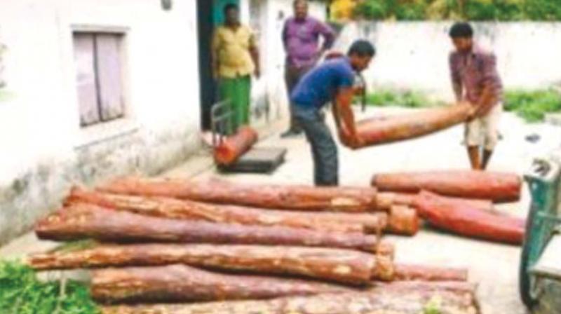 Chennai: Red sanders worth Rs 30Lakh seized, one arrested