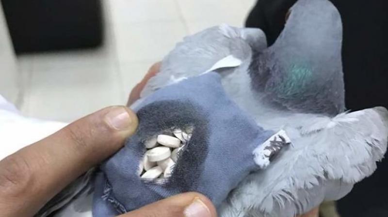 Pigeons have been used to carry messages for centuries (Photo: YouTube)