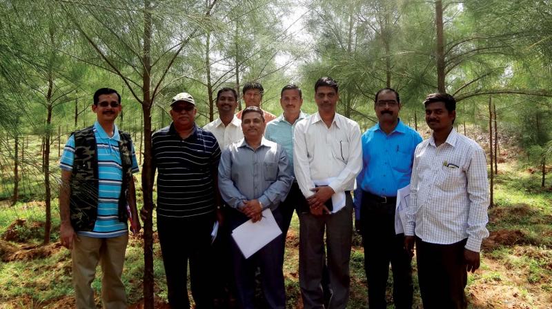 New salt-resistant casuarina may protect Kerala coast
