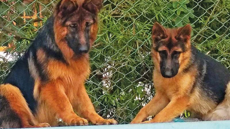 Colombo: Woman gifts five dogs to Army