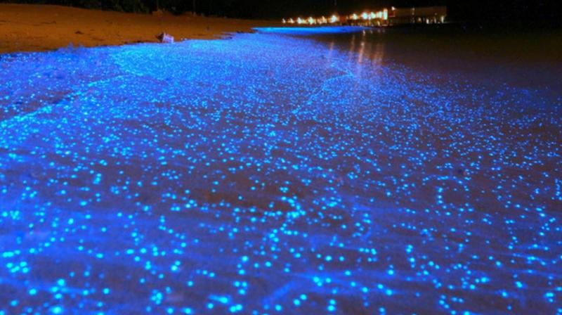 Rare sea sparkle seen at Chennai beach