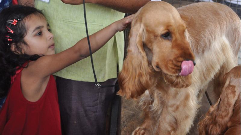 International airports in Kerala do not love pets