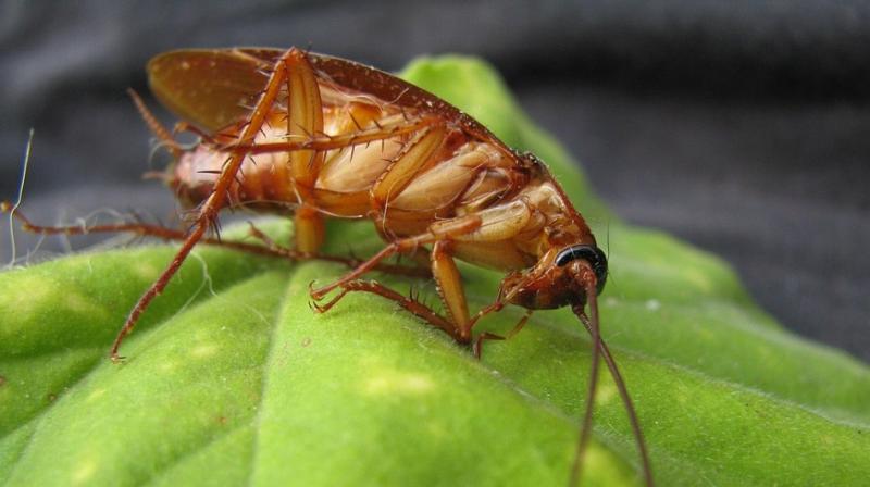 Cockroaches developing resistance to pesticides