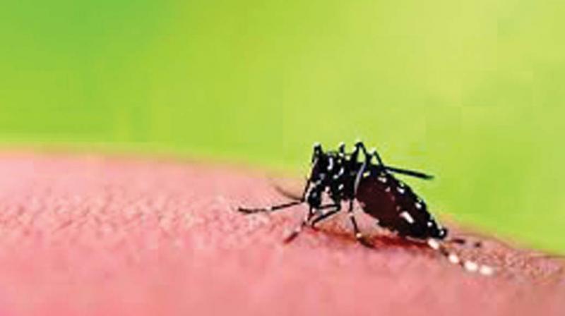 Kozhikode: Four dengue cases in May