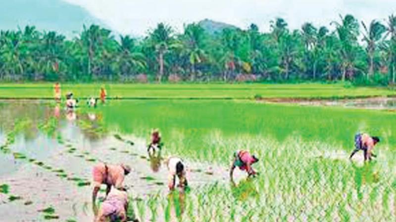 Thrissur: Agricultural department set for major revamp