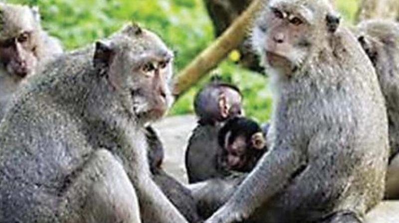 Monkey fever death in Wayanad