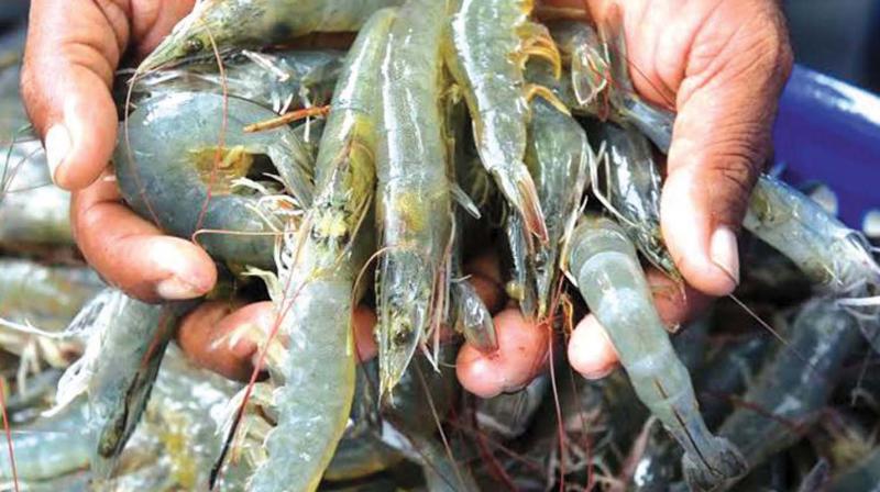 Shrimp farming should avoid antibiotics, says expert