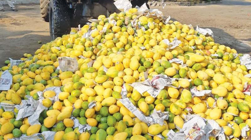 Officials of the Food Safety and Standards Authority of India (FSSAI) and Market Management Committee (MMC)  inspecting fruit shops in Koyambedu, in a bid to stop the practice of use of ethylene sachets by  vendors for ripening of fruits (Photo - DC)