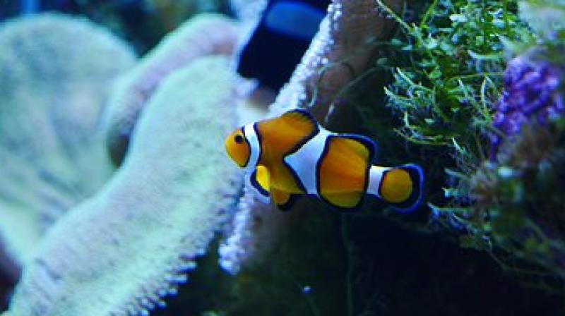 Nemo Effect stemming from Finding Nemo declared untrue
