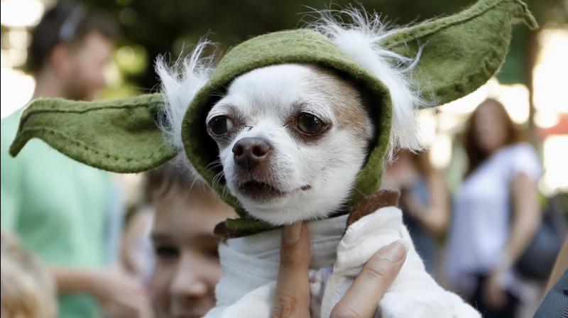 A dog in the attire of Yoda, a Stars Wars character. (Photo: AP)