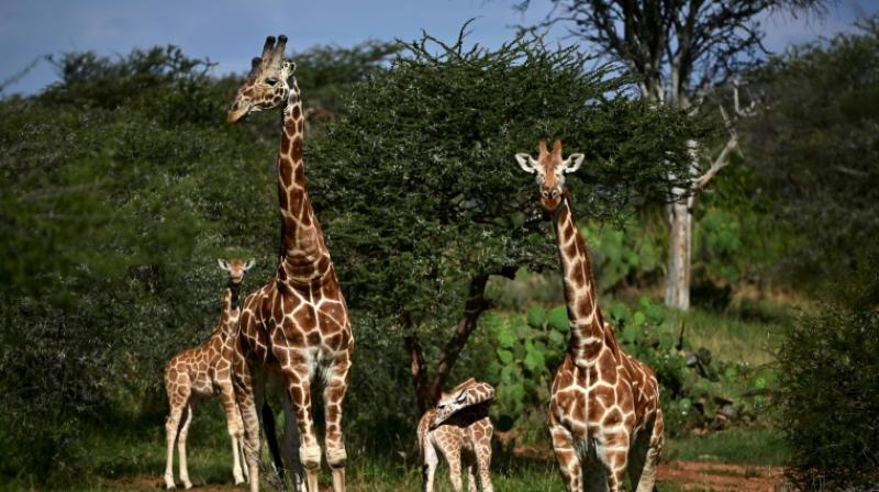 South African nations voice fears on wildlife extinction