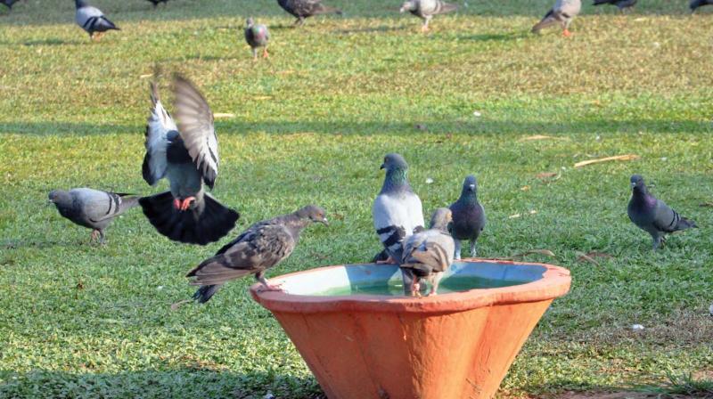 Bowls filled with water will be placed near houses and workplaces so that birds can quench their thirst.
