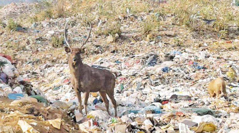 Greens fume as municipal garbage piles up in Ooty