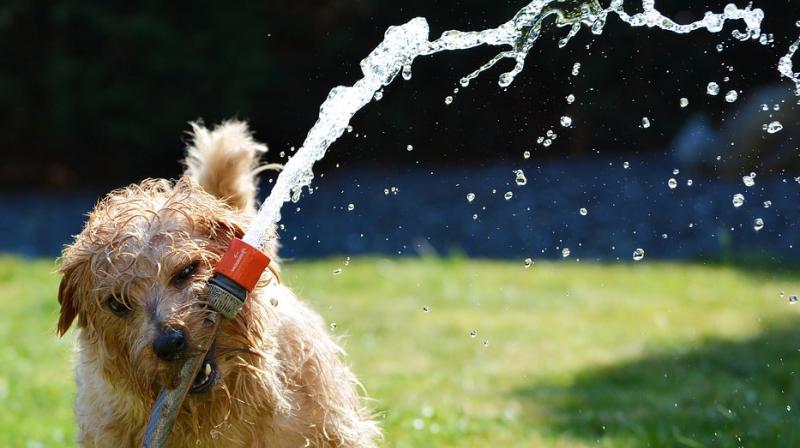 Summer pampering that will keep your pet happy