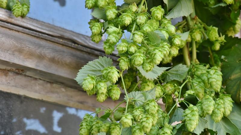 Could hops be the answer to liver and colon cancer?
