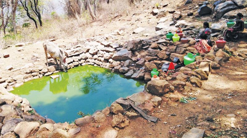 Krishnagiri: Youth guard pond to deny water to jumbos