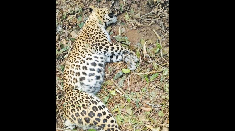 1 held for panther death near Ooty