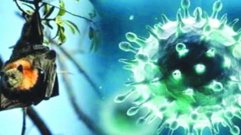 Nipah virus: Karnataka govt issues circular to strengthen surveillance