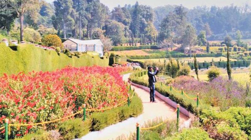 Under the MIDH scheme, Rs 427 lakh have been allotted to the Nilgiris for horticulture development.