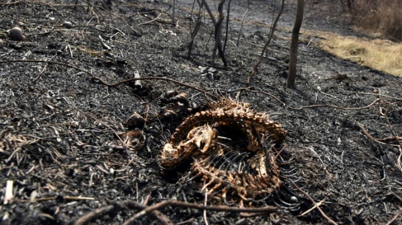 Millions of animals perished in Bolivia wildfires