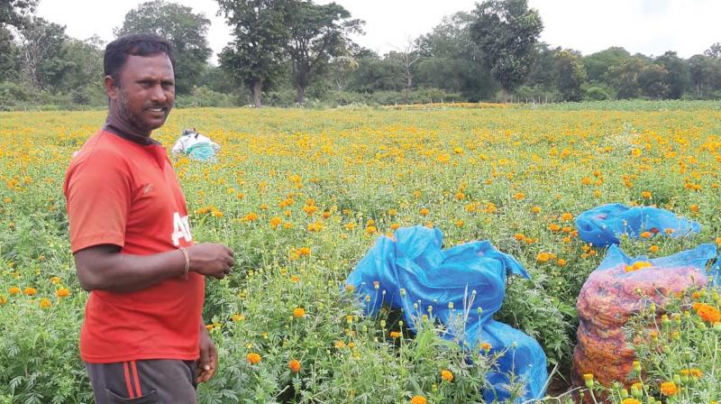 Wayanad: Flower farmers hope good business during Onam