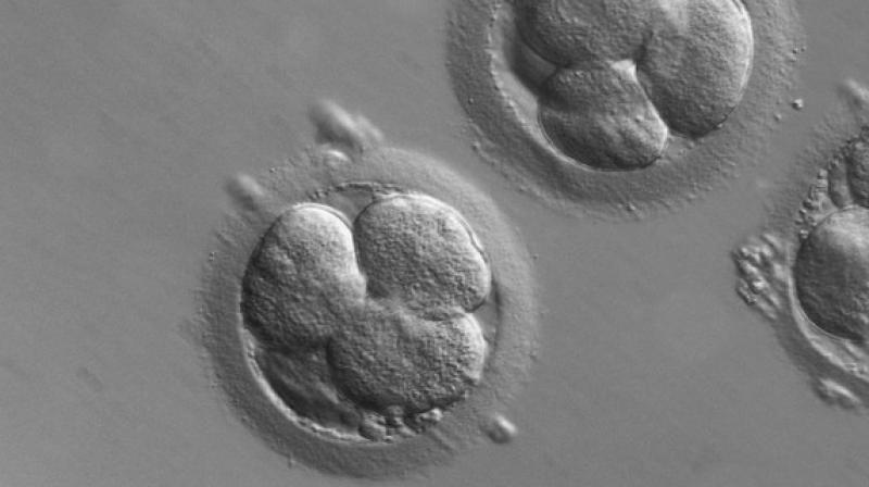 AI \Stork\ can help scan IVF embryos for faster implantation
