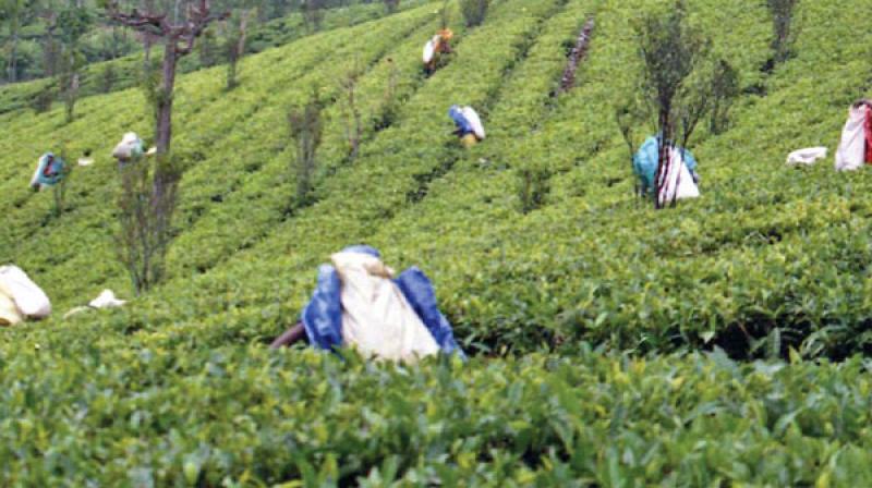 As crisis grips plantation, planters seek minimum support price for coffee, tea