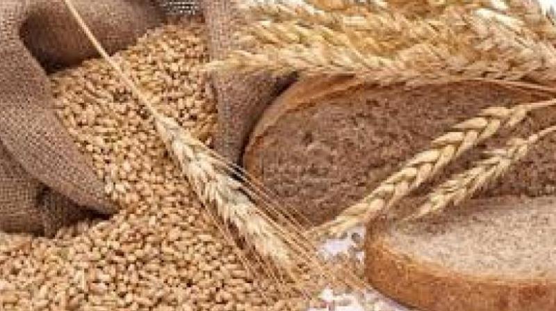 Govt procures 55.17 lac tons of wheat so far this year
