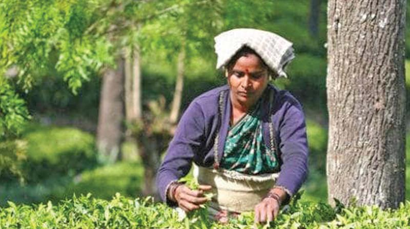 Ooty: Tea Boardâ€™s advice to small growers in Hills