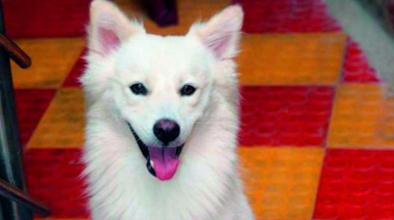 Hyderabad: Man stamps sisâ€™ Pomeranian to death in property fight