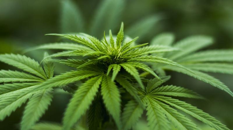Chronic pain cases reduced after marijuana legalisation