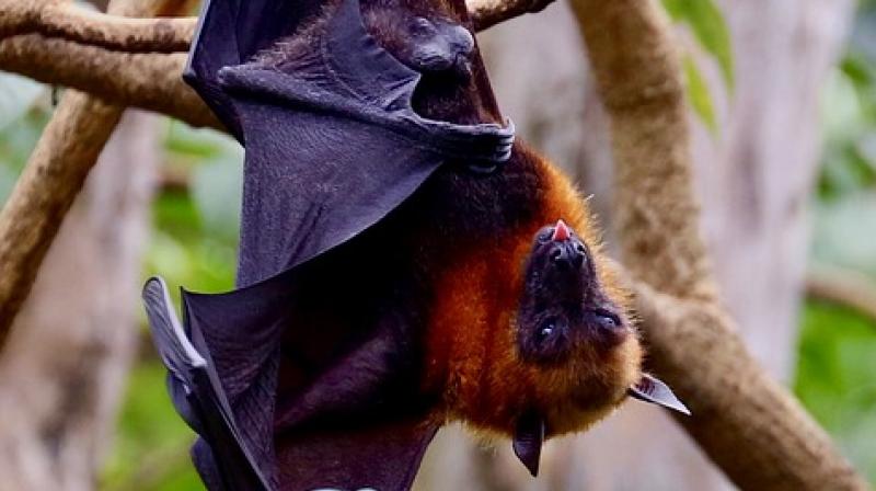 Eight other deaths in the state of Kerala are being investigated for possible links to the Nipah virus, which has a 70 percent mortality rate. (Photo: Pixabay)