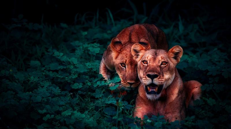 6 top wildlife safaris in India. (Photo: Pixabay)