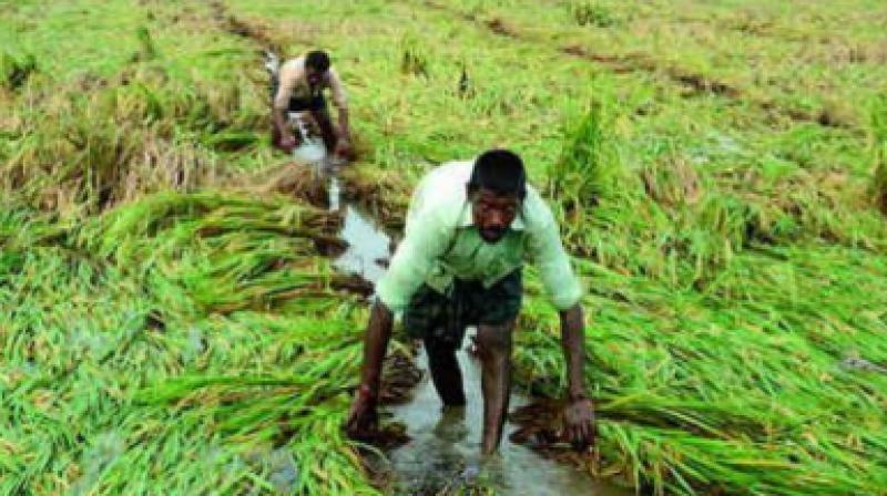 The government has increased its spending on PMFBY to Rs 13,240 crore, which the industry believes will help bring more farmers under the insurance cover. (Representational Image)