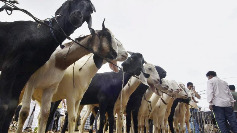 Goats on sale ahead of Eid-ul Azha at a market in Patna on Wednesday